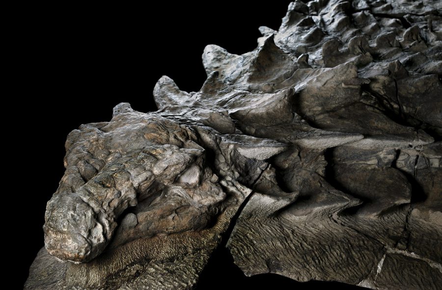 dinosaur cold case smithsonian