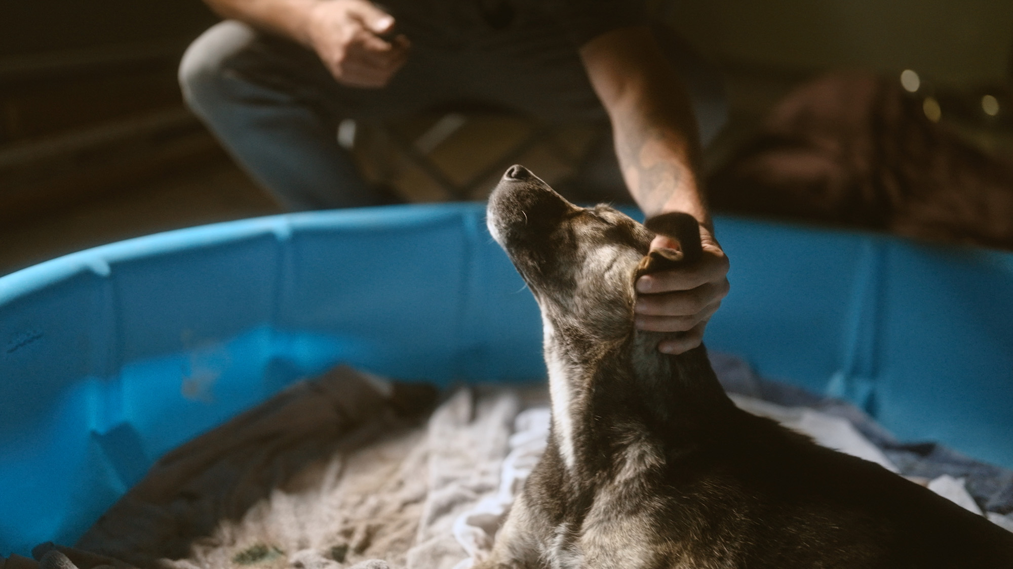 Rescued dog Stella from Must Love Dogs.